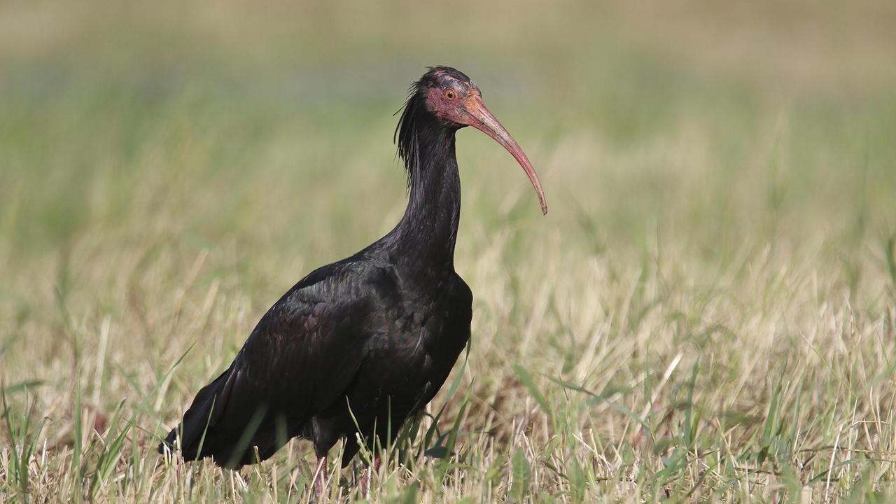 L’ibis Marketa due giorni fa veniva segnalata anche dal Gps sul fosso Cosimo, al confine sud del Bottagone poi deve essersi spostata alle vasche della piscicoltura