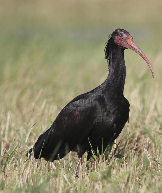 Due ibis sulla Costa Est e nuovi nidi nell’Oasi 