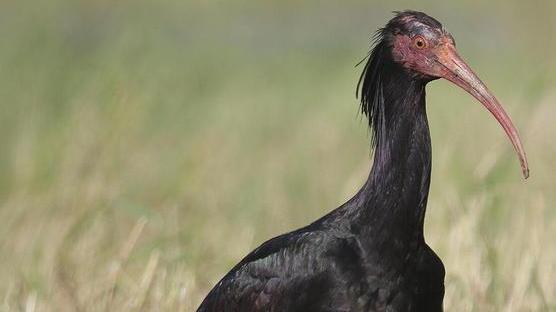Due ibis sulla Costa Est e nuovi nidi nell’Oasi