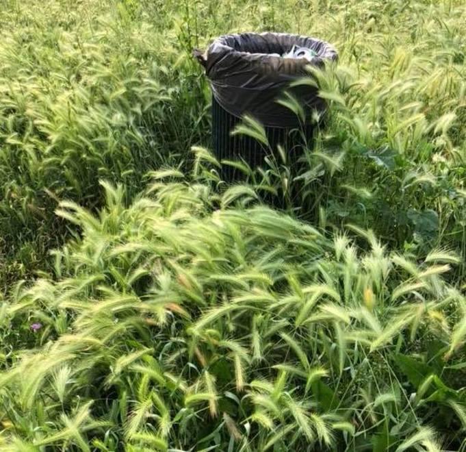 Il caso di piazza Iori L’erba è più alta dei cesti per i rifiuti