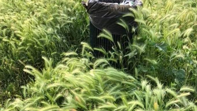 Il caso di piazza Iori L’erba è più alta dei cesti per i rifiuti