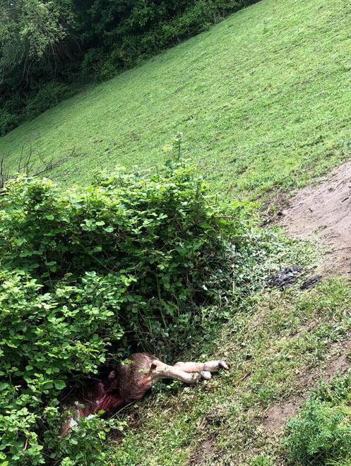 Oche sbranate dai predatori 