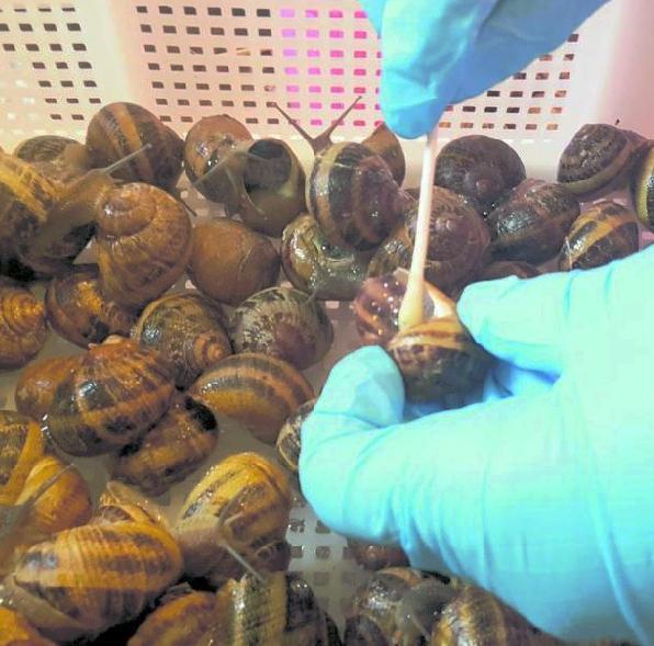 Una fase del procedimento di estrazione della bava