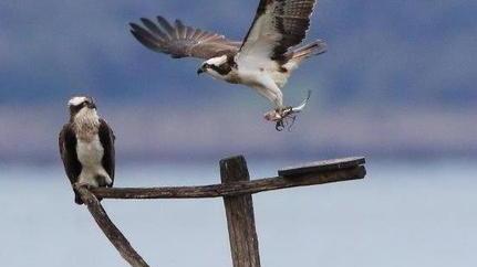 Il falco pescatore sceglie la Laguna per deporre le uova