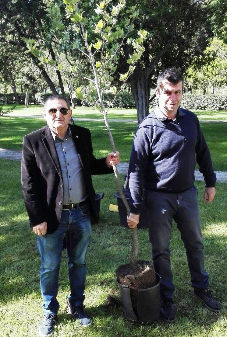 Due alberi “rotariani” nel parco di San Gavino