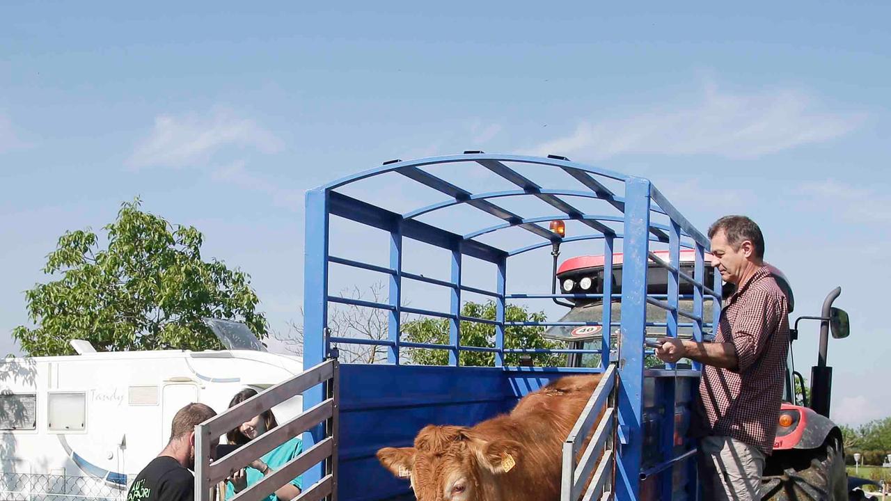 La nuova vita della mucca in fuga dal macello