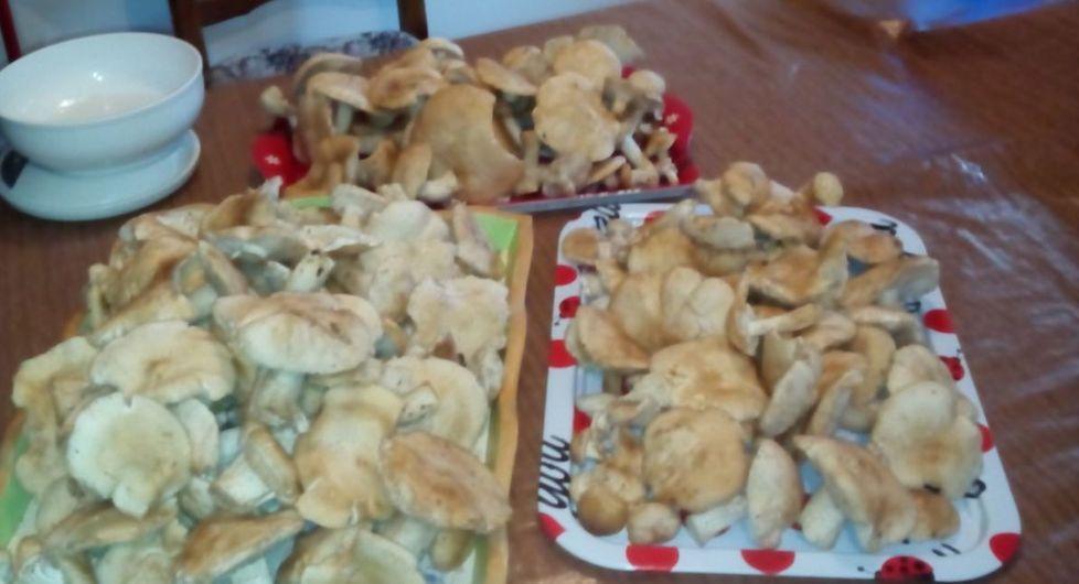 Funghi, che passione: ora è tempo di prugnoli 