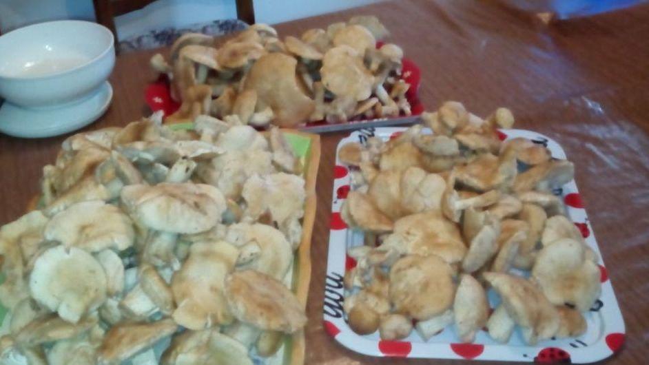 Funghi, che passione: ora è tempo di prugnoli