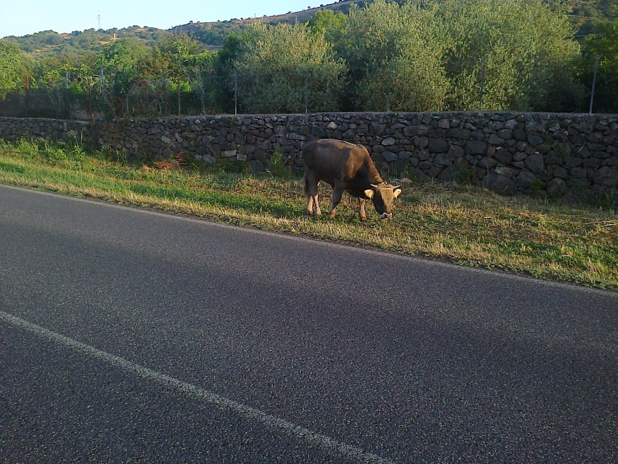 Bovino sulla strada, nuovo incidente sulla 129