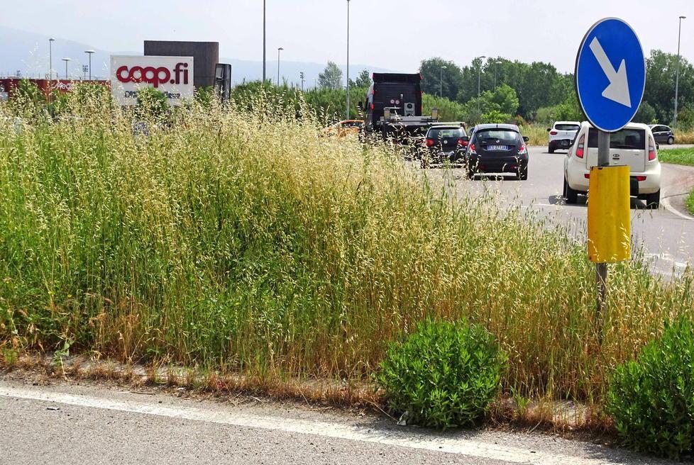 Erba alta in strade e aiuole Giardini del Capitini invasi 