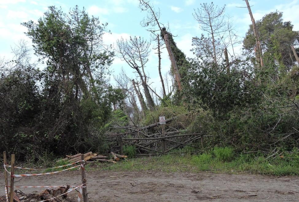 «Pineta abbandonata In zona Tesorino serve manutenzione»