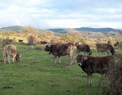 Aras: «Da 35 anni precari ora sogniamo la svolta» 