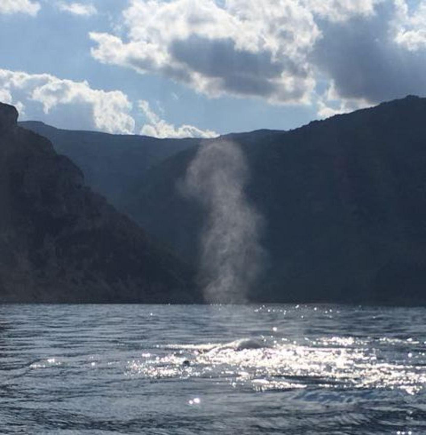 Turisti in estasi per l’arrivo delle balene nel golfo
