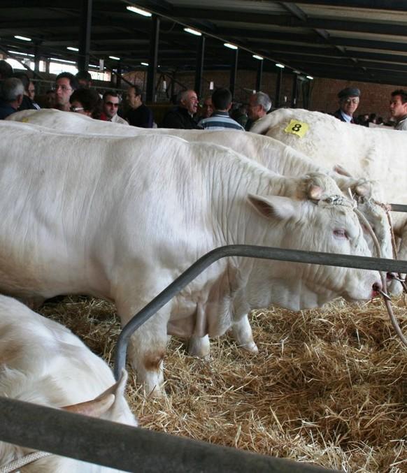 Fiera, bilancio positivo ma occorrono nuovi spazi 