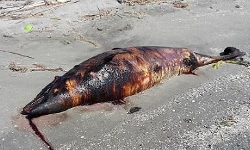 Trovato spiaggiato un grosso delfino
