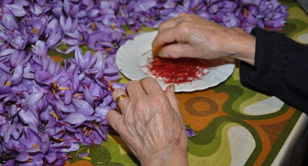 Lo zafferano è l’oro rosso ma l’export non decolla 