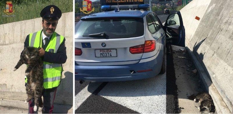 Gatto ferito sull'Autopalio, lo salva la Polstrada