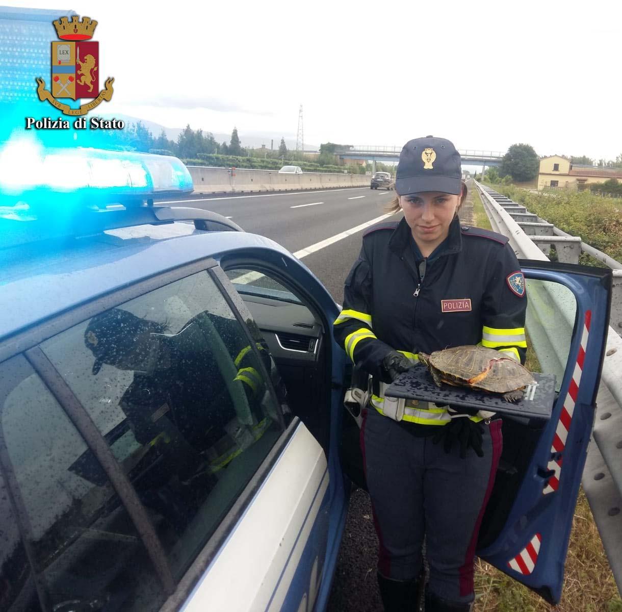 L'animale ferito recuperato dall'agente della Stradale