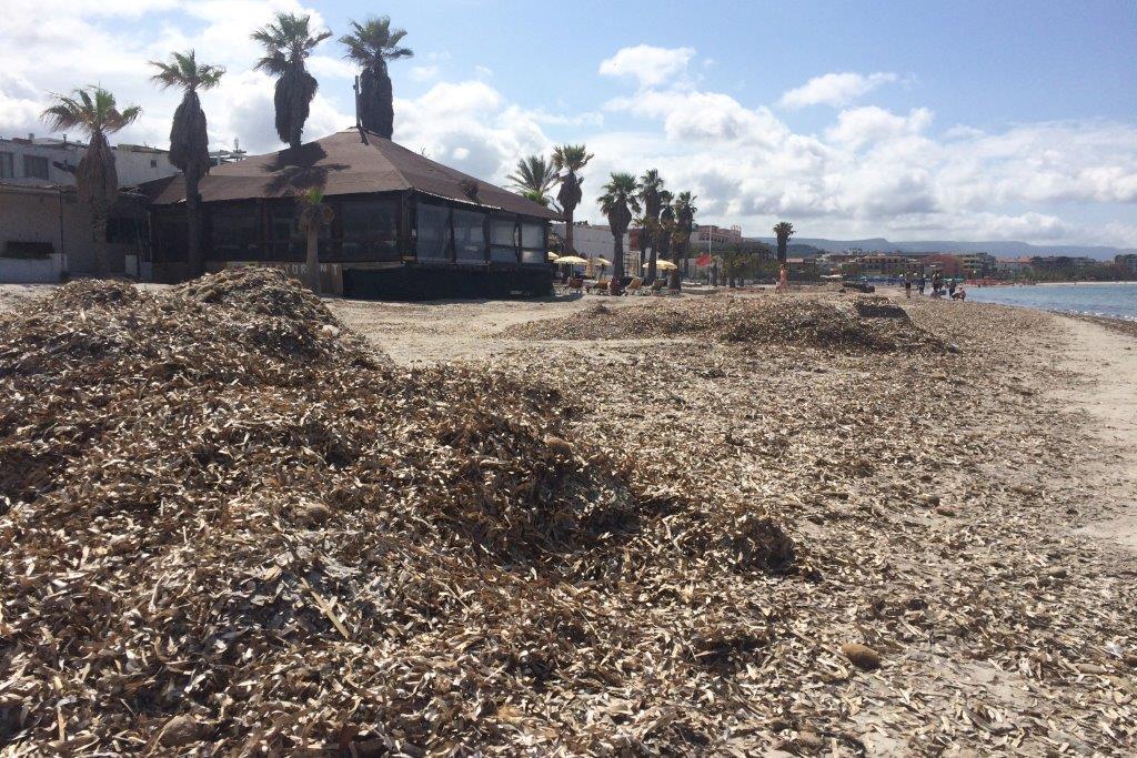 Scontro Lega-Cinquestelle sulla poseidonia spiaggiata ad Alghero