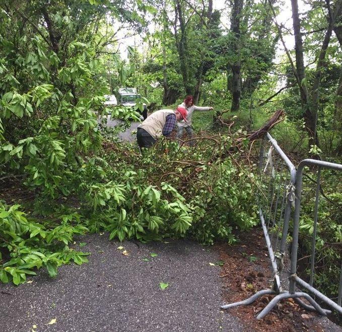Maltempo, cade un grosso albero: pericolo frana