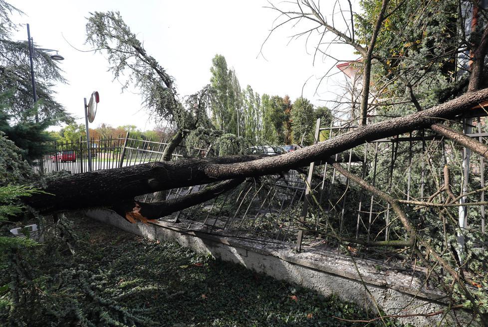  Mesola, in partenza le richieste di danni per i temporali 2017 
