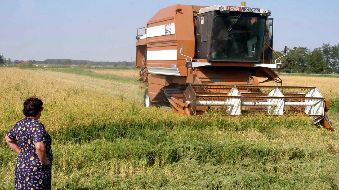 Come coltivare il riso in modo salutare e sostenibile: a Sassari nuove frontiere 
