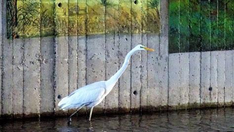 Un airone bianco maggiore sotto il ponte Datini (foto Giovanni Ciattini)