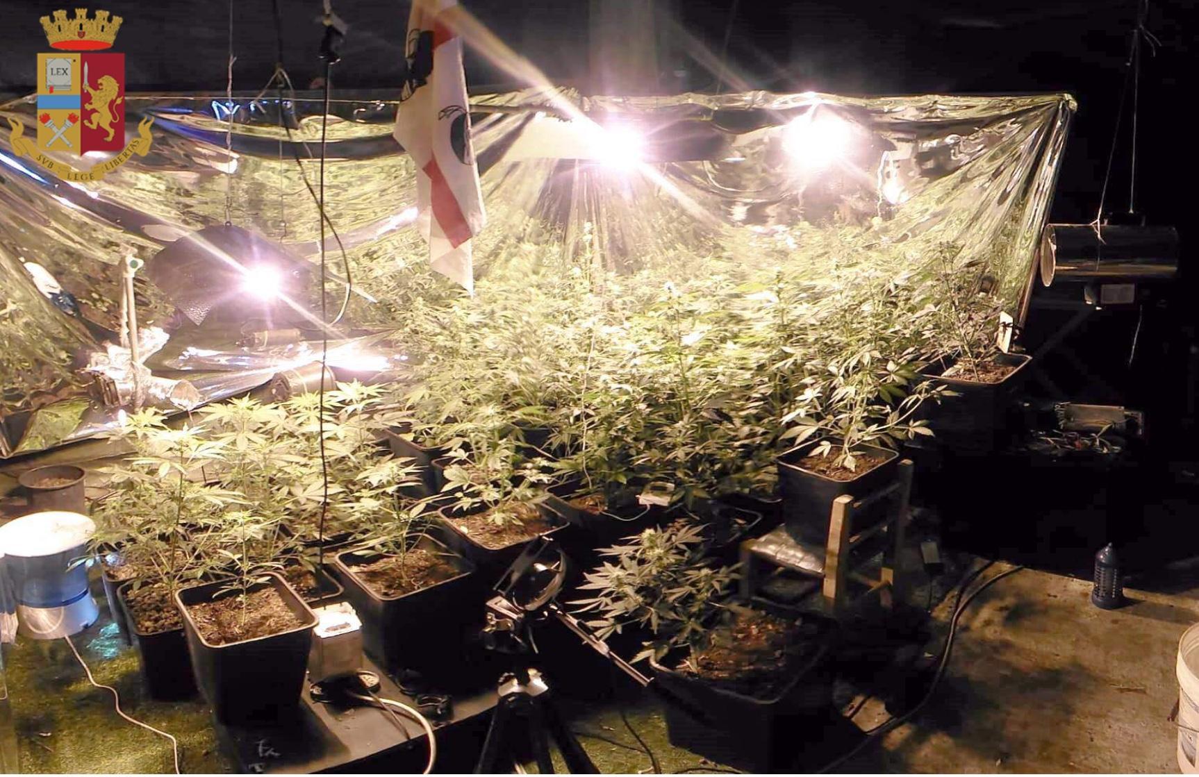 La app YouPol funziona: con una segnalazione scoperta una serra di cannabis in casa