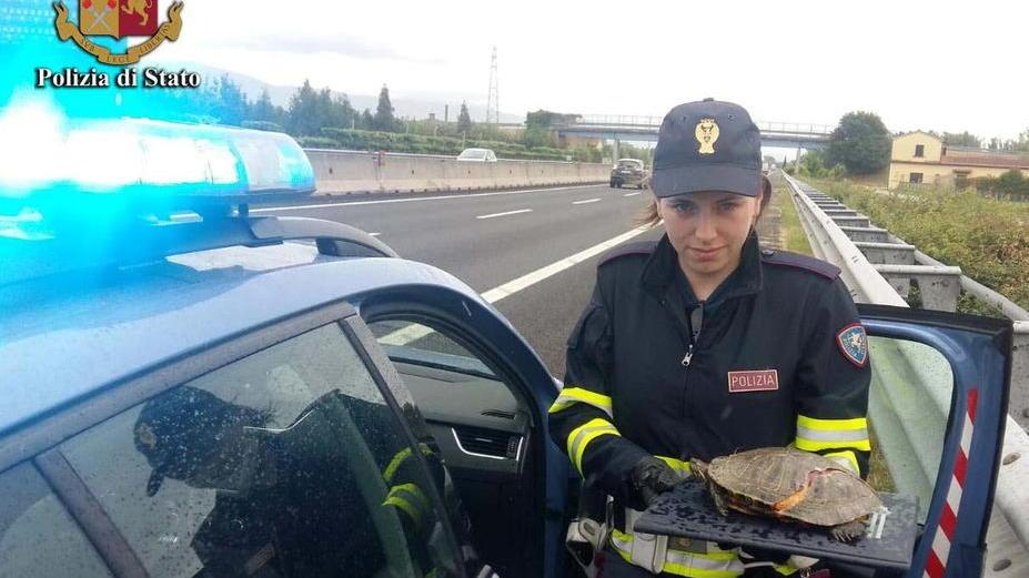 Tartaruga ferita in autostrada e soccorsa dalla Stradale