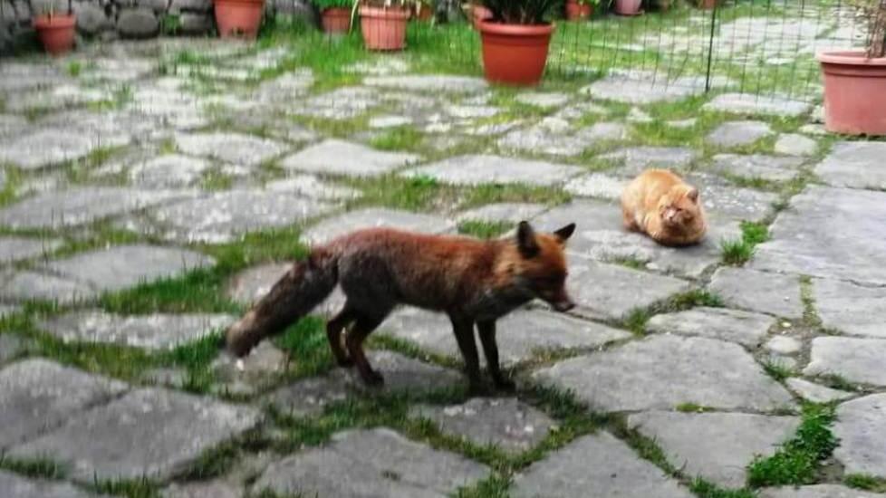 Gatto e volpe insieme, come in Pinocchio