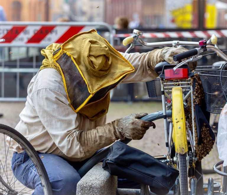 Sciame d’api “invade” il centro 