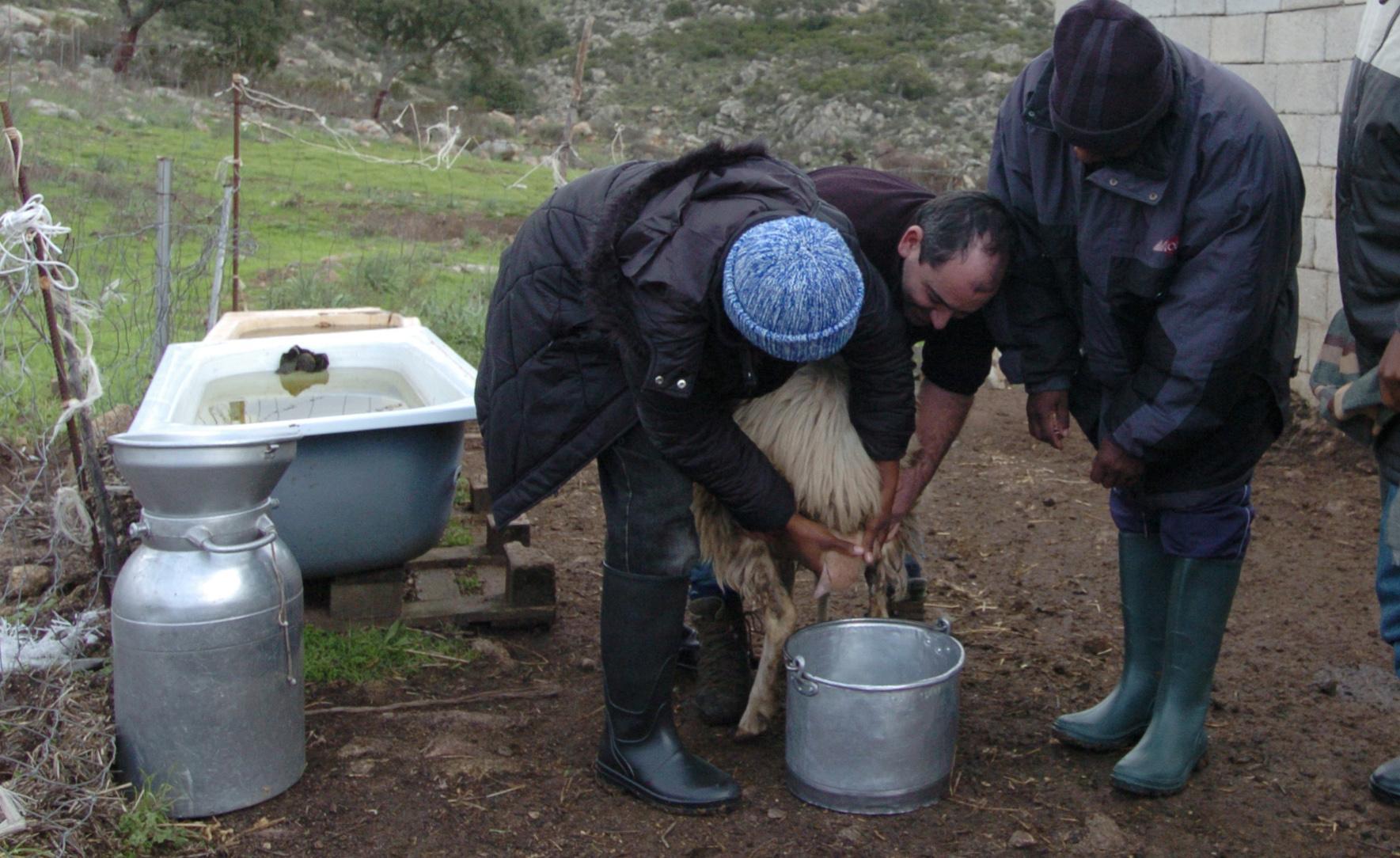 La mungitura (foto Massimo Locci)