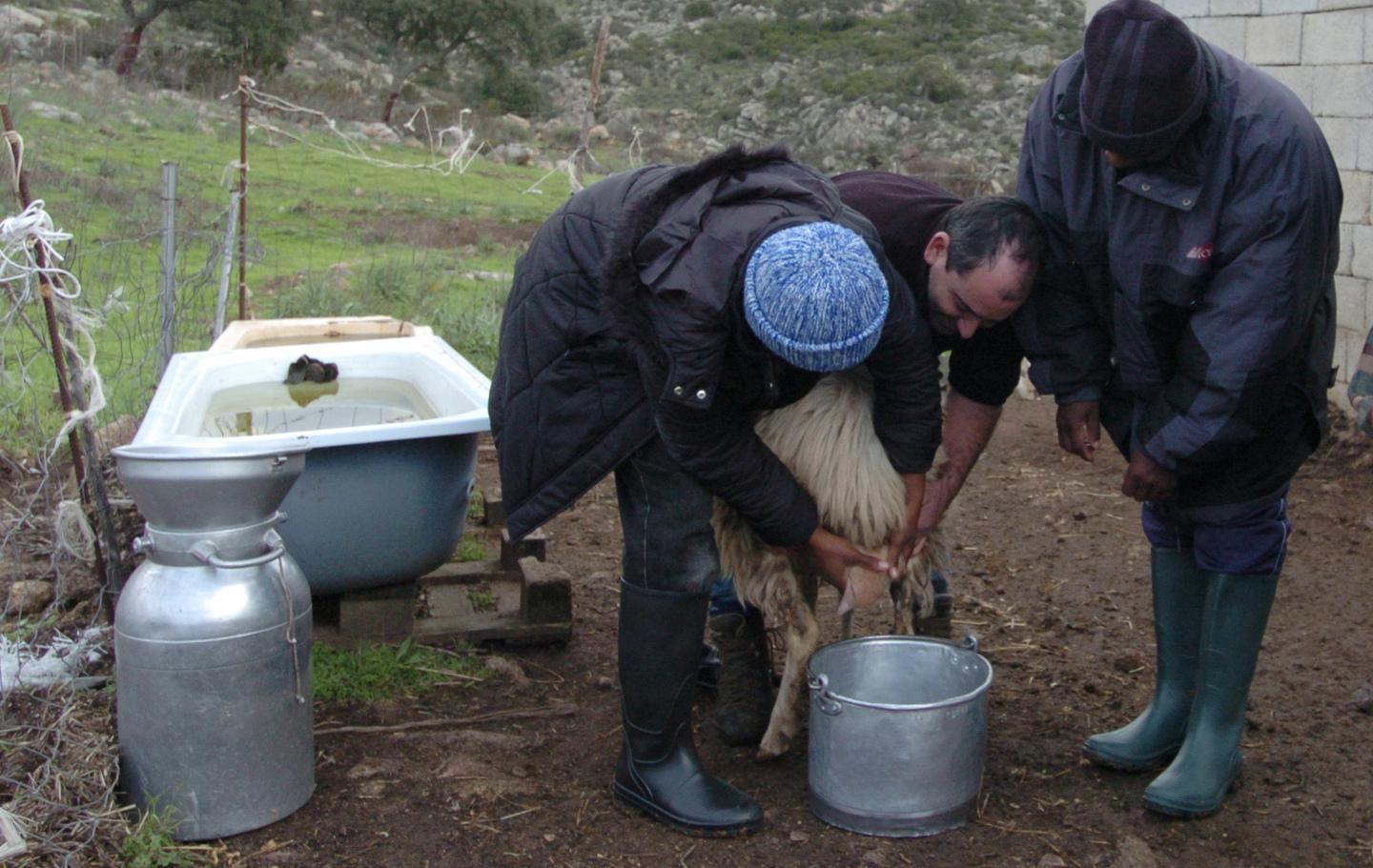 L’allarme degli allevatori: romeni in fuga dagli ovili 