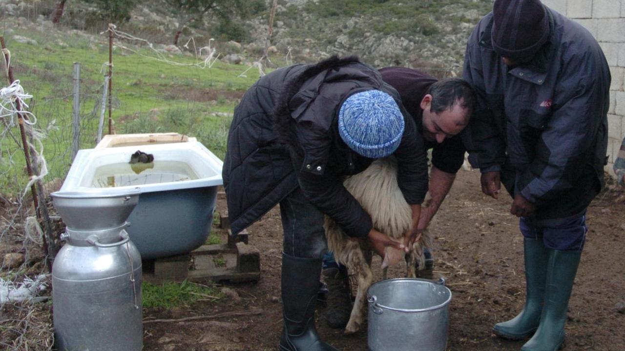 L’allarme degli allevatori: romeni in fuga dagli ovili 