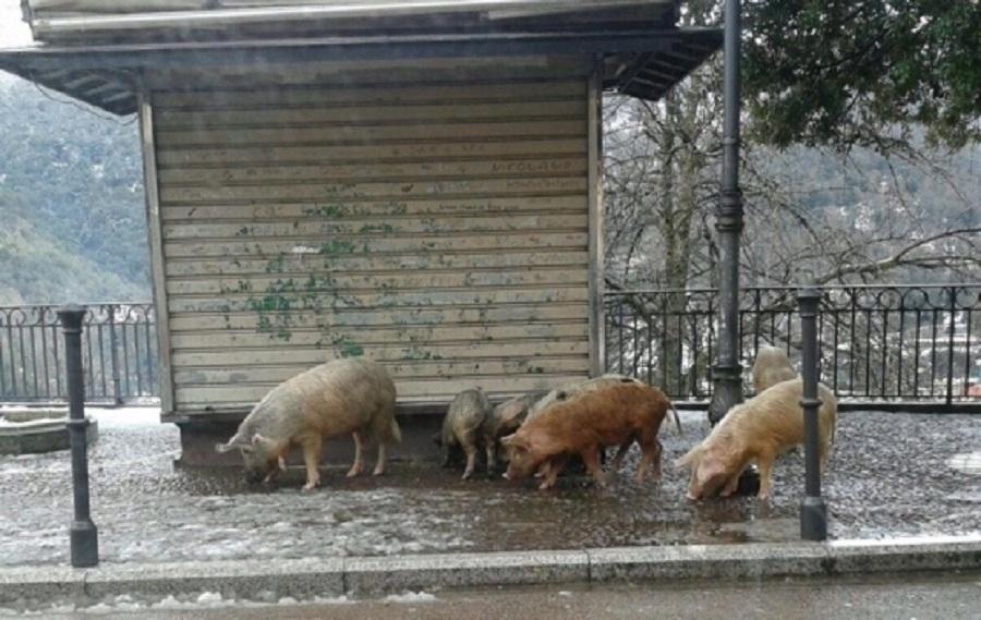 Peste suina, guerra lunga quarant’anni tra tentativi falliti e controlli difficili 