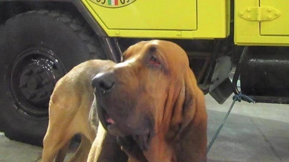 Gussoni ritrovato: la traccia giusta del segugio Aslan