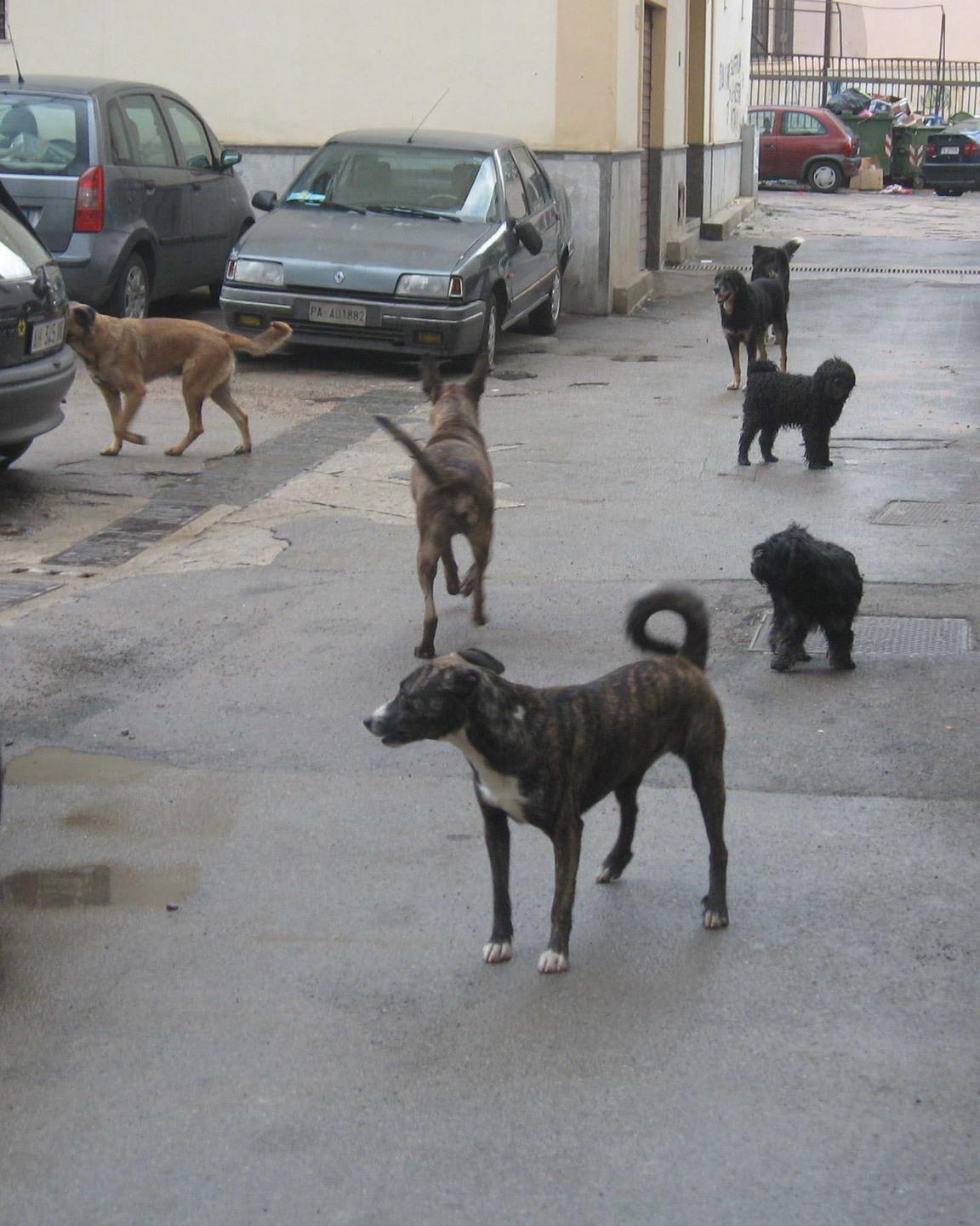 «Sterilizzate i randagi, i soldi ci sono» 