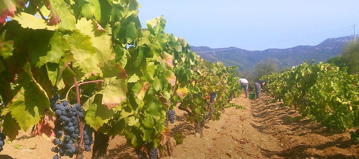 Triei: sulle tracce del vino nuragico nasce Bingias Antigas 