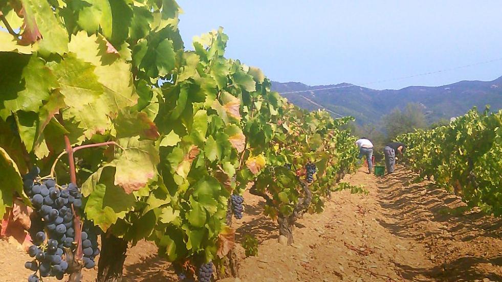Triei: sulle tracce del vino nuragico nasce Bingias Antigas 