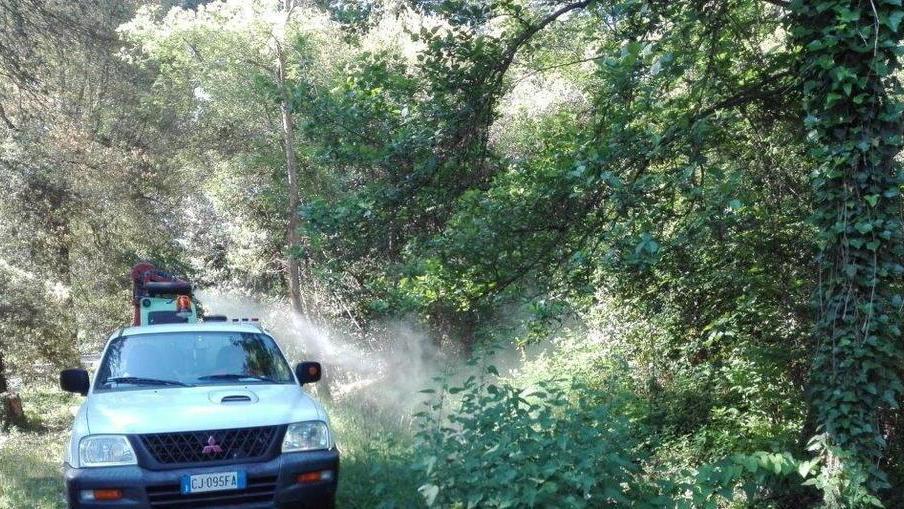 Al via sul viale dei Tigli la disinfestazione anti zanzare