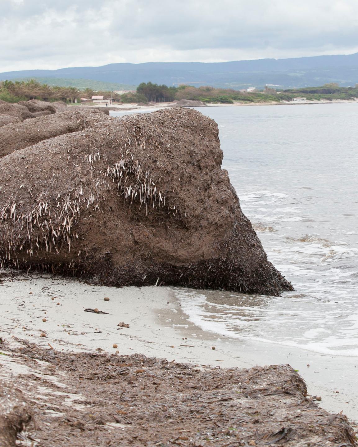 Posidonia, il centrodestra invoca lo stato di calamità naturale