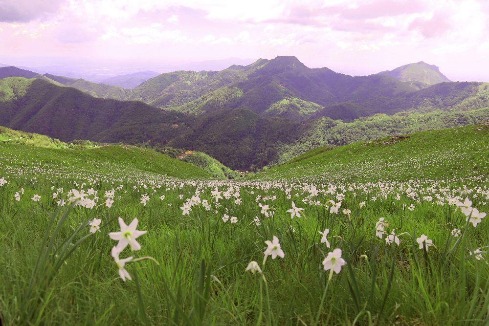 Monte Croce, fioritura-record: le giunchiglie sembrano un quadro impressionista - Video