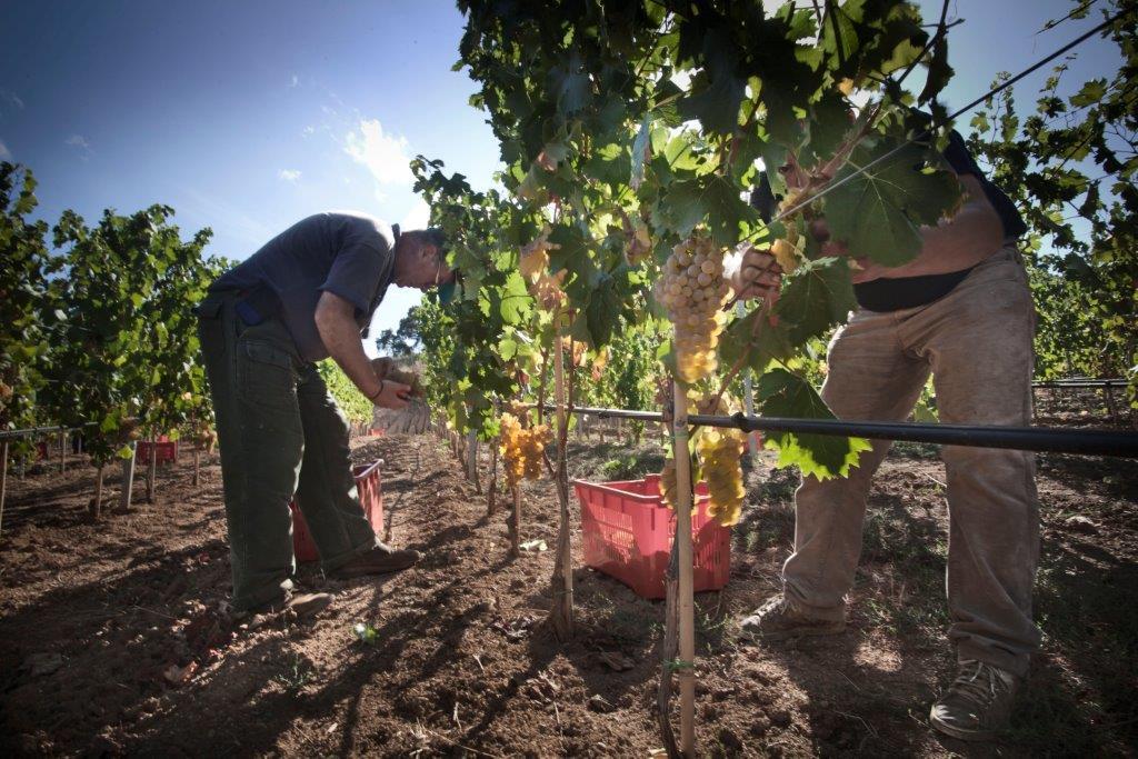 Siddura, la giuria delle donne premia con tre ori la cantina gallurese