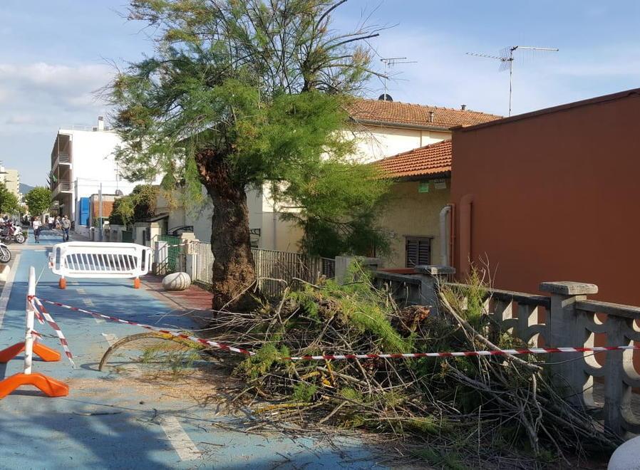 Si spezza un ramo e colpisce una donna 