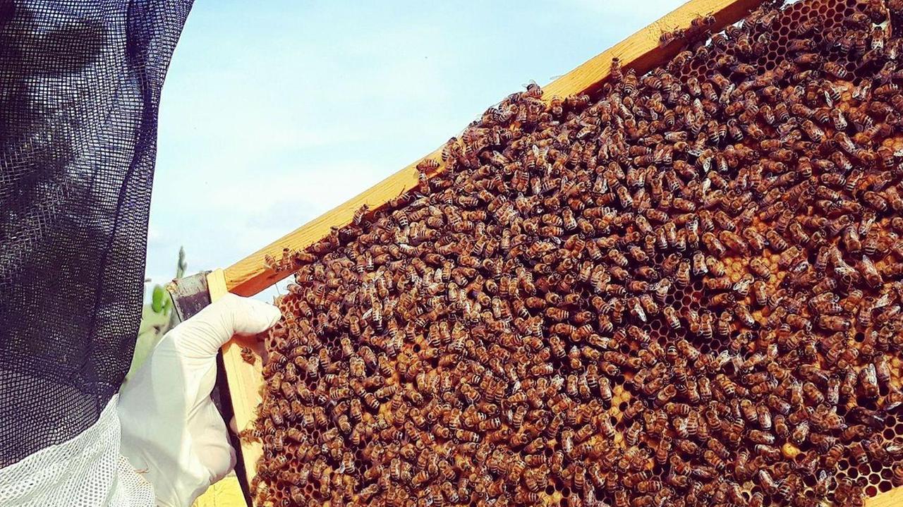 Furti a catena di api e arnie, 20 colpi in un mese: apicoltori in ginocchio