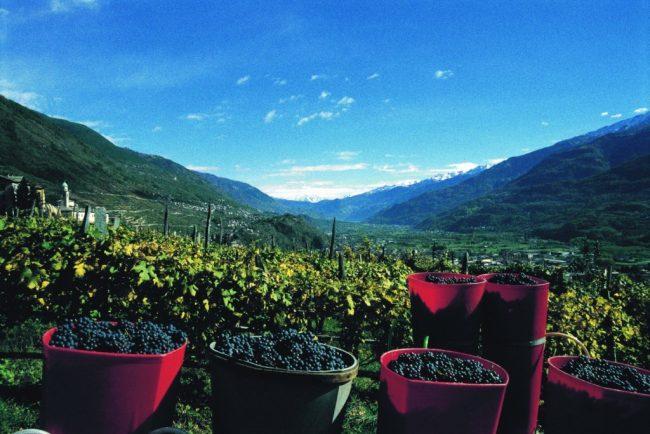 Valtellina, quando fare vino è impresa eroica 
