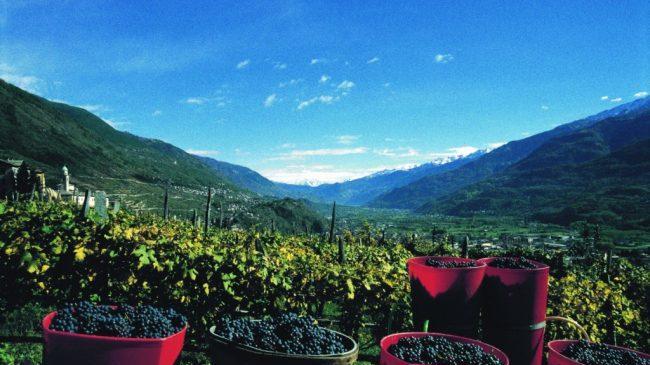 Valtellina, quando fare vino è impresa eroica
