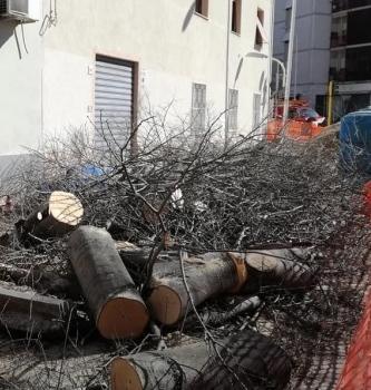 Giù quattro olmi pericolosi 