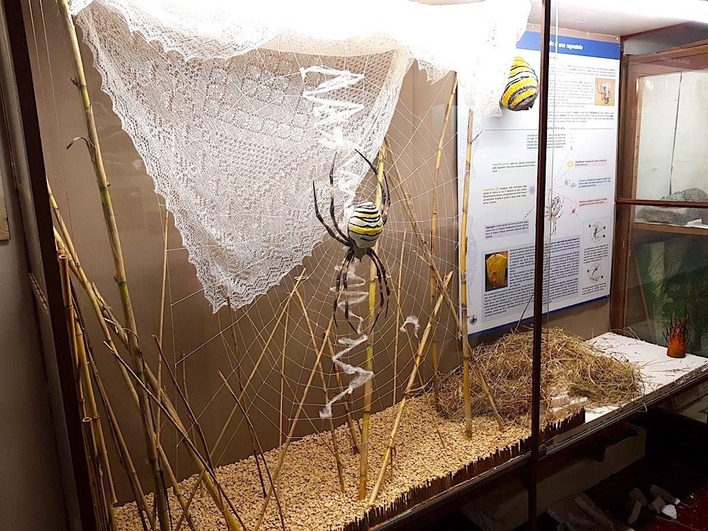 Una bacheca degli scialli in mostra al Centro di scienze naturali