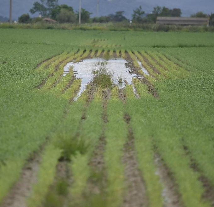 La pioggia non dà tregua A rischio fieno e pomodori 